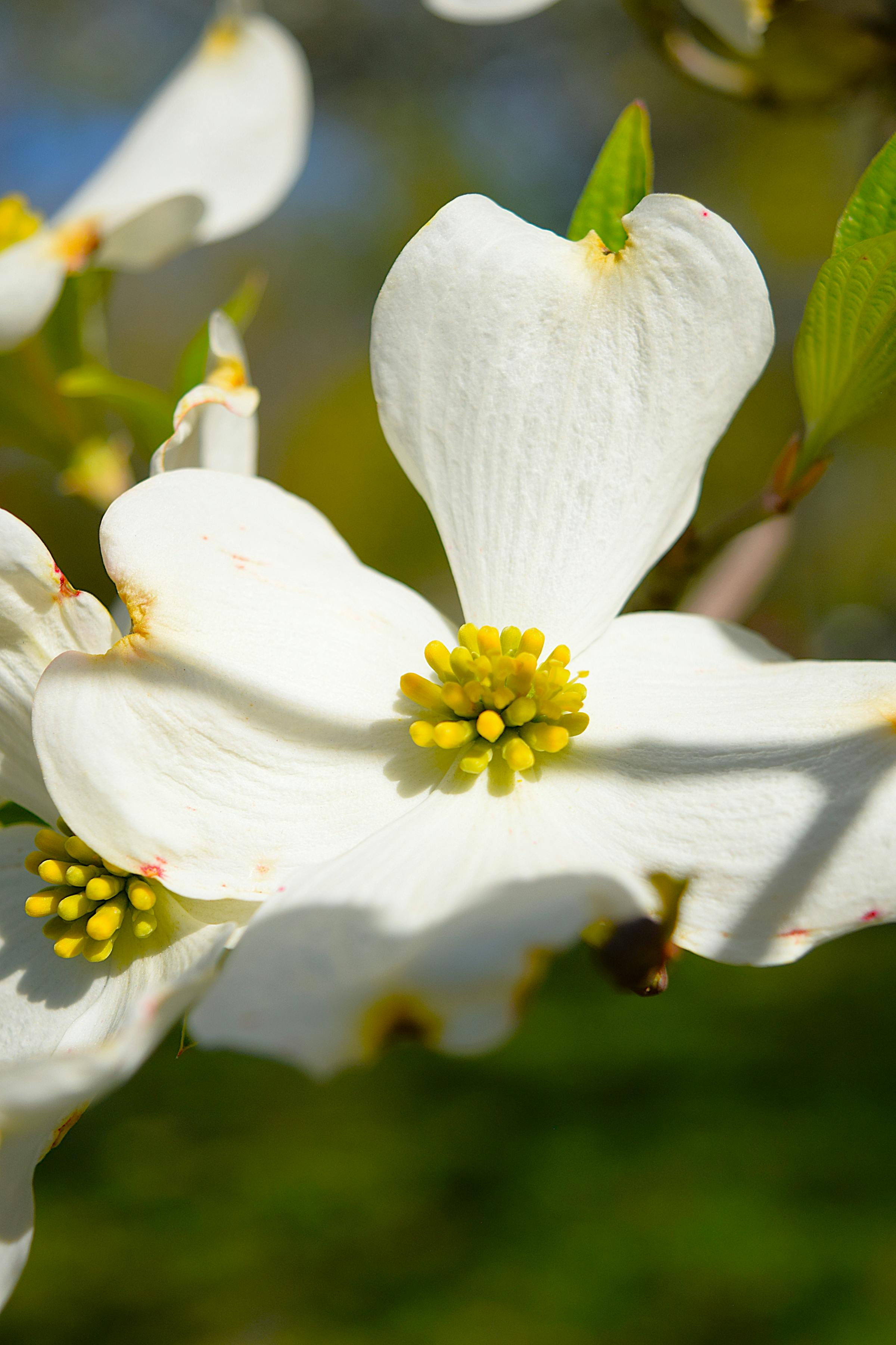 Close-up of a white dogwood bloom in spring
