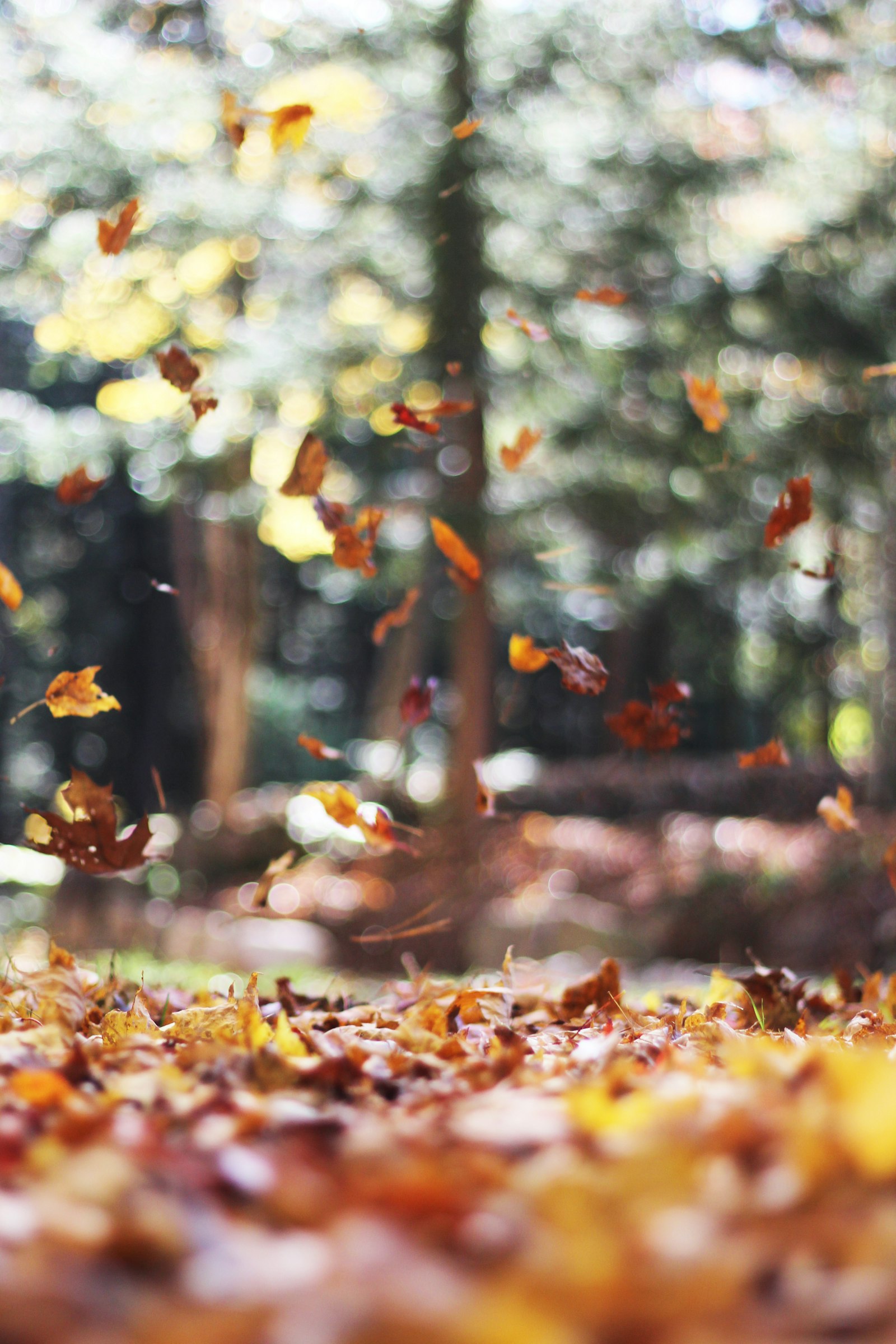 Fallen maple leaves in autumn ready for cleanup