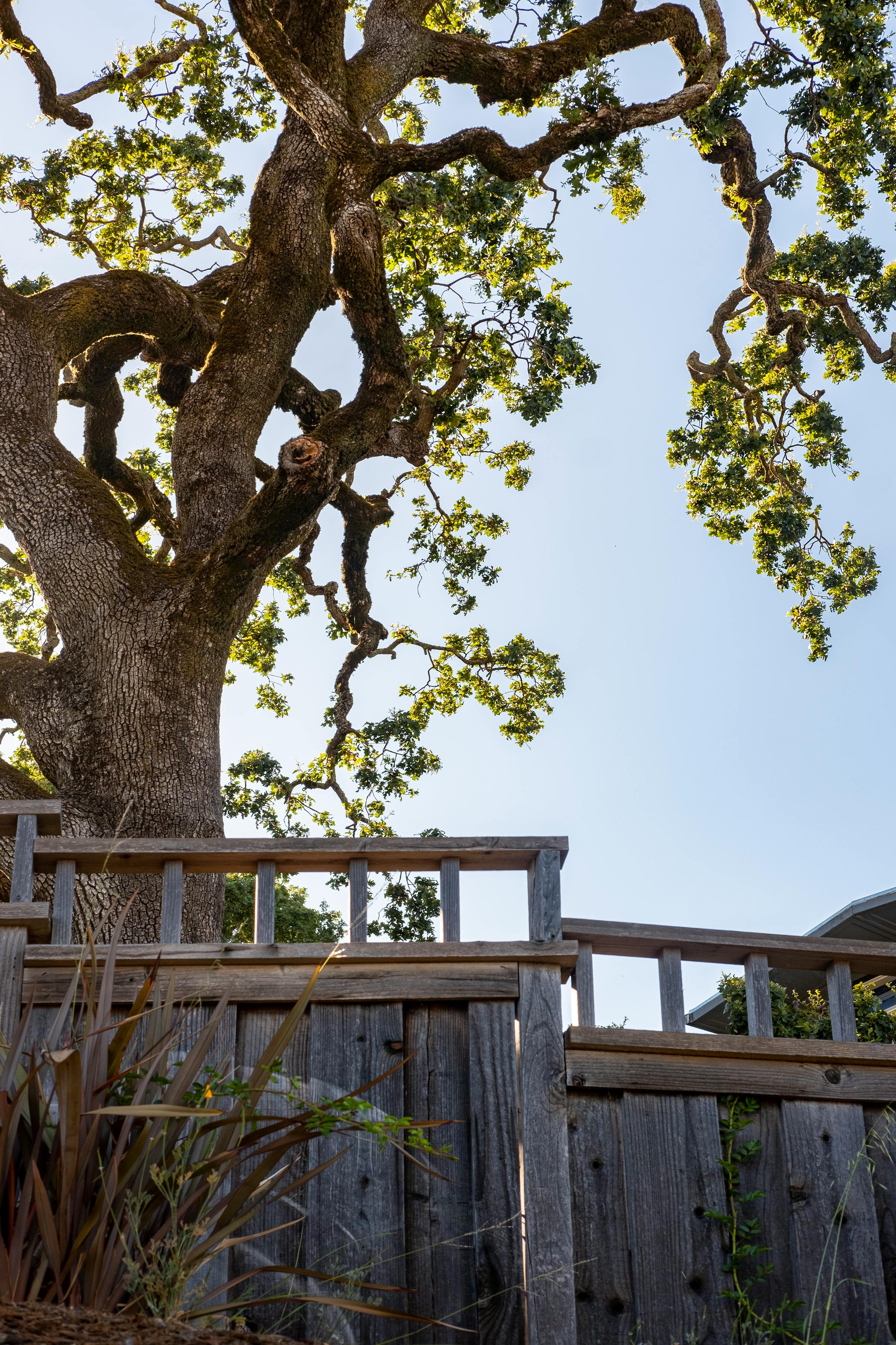 Oak tree behind a wooden fence in an East Tennessee yard