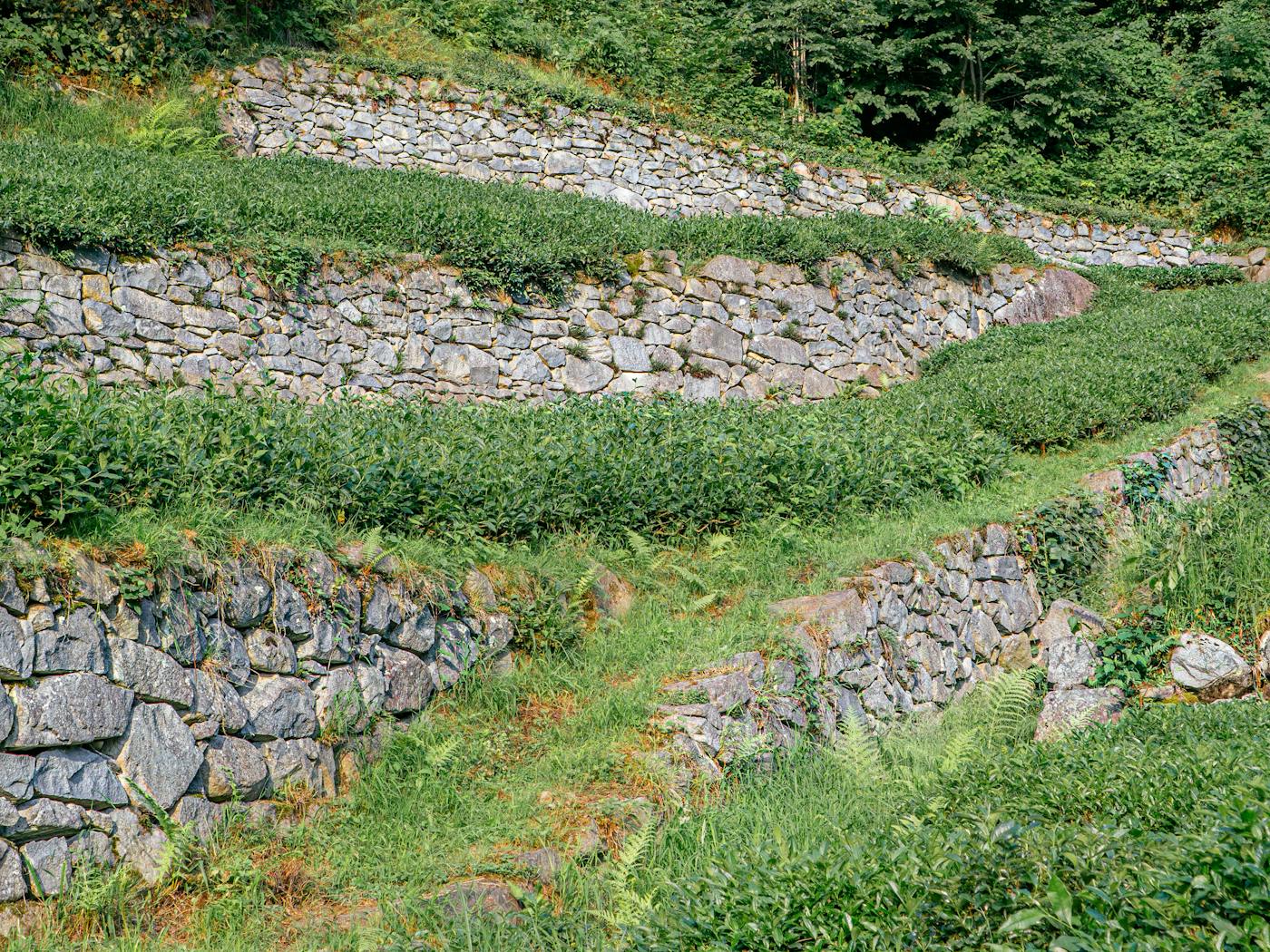 Terraced stone retaining walls on a sloped lawn