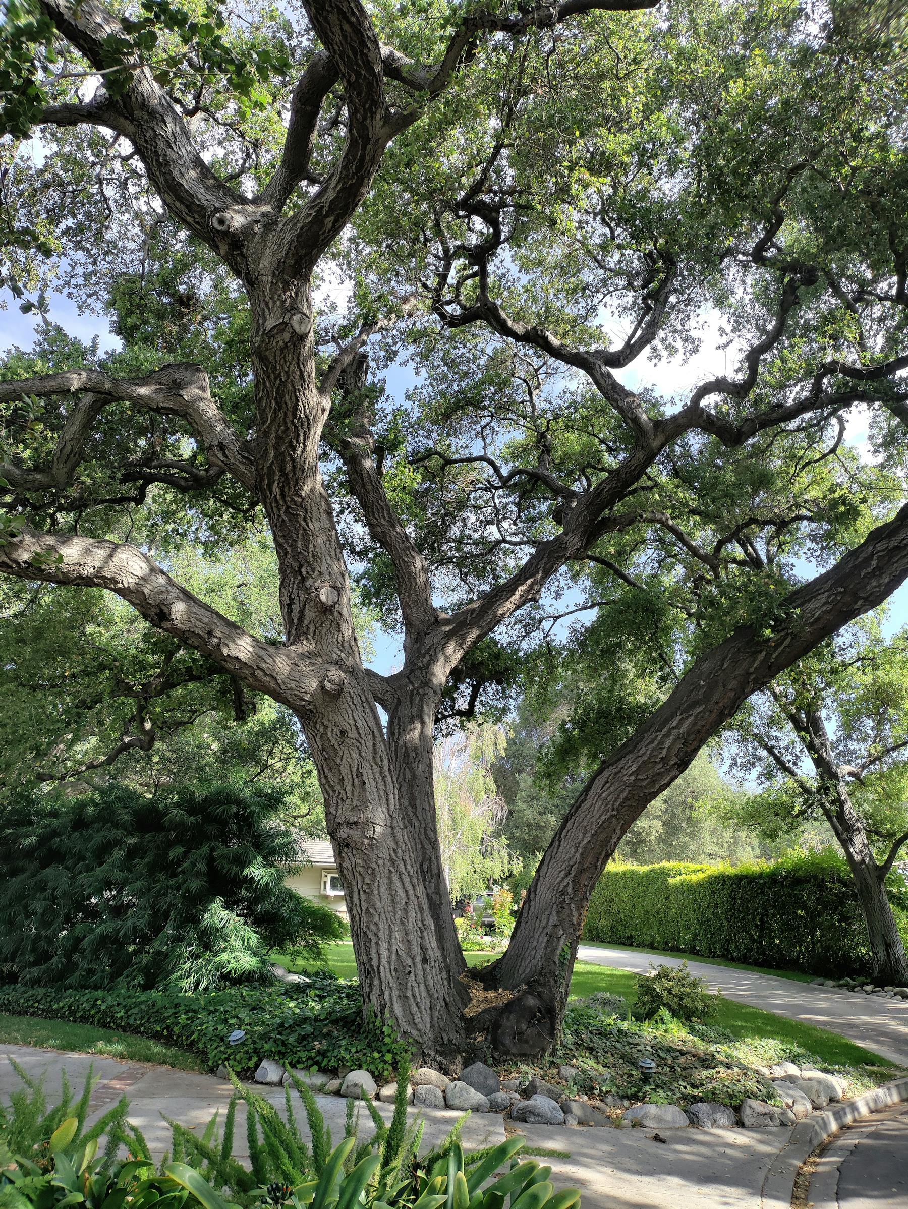 Sprawling oak shading a suburban street